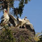 Kampf um das Weißstorch – Nest: Starke Frau, schwacher Mann 09