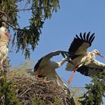 Kampf um das Weißstorch – Nest: Starke Frau, schwacher Mann 10