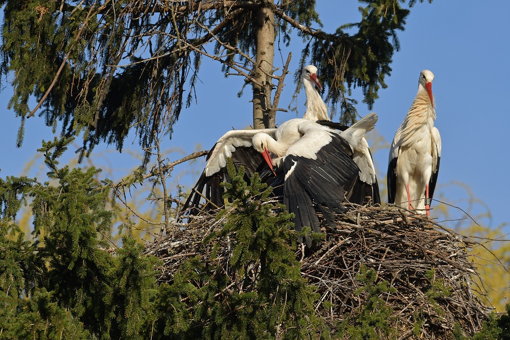 Kampf um das Weißstorch – Nest: Starke Frau, schwacher Mann 12