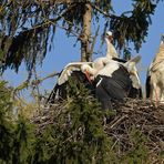 Kampf um das Weißstorch – Nest: Starke Frau, schwacher Mann 12