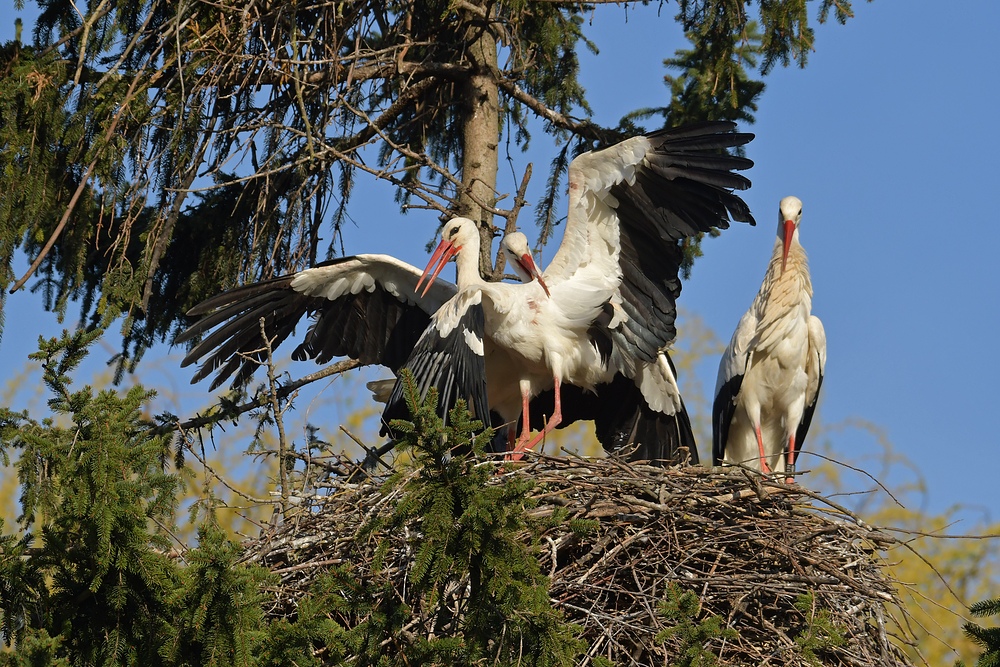 Kampf um das Weißstorch – Nest: Starke Frau, schwacher Mann 13