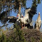 Kampf um das Weißstorch – Nest: Starke Frau, schwacher Mann 13