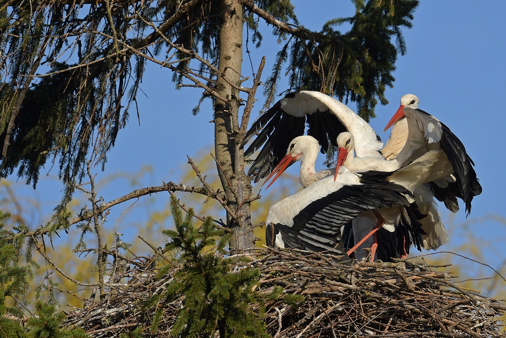 Kampf um das Weißstorch – Nest: Starke Frau, schwacher Mann 18