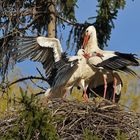 Kampf um das Weißstorch – Nest: Starke Frau, schwacher Mann 21