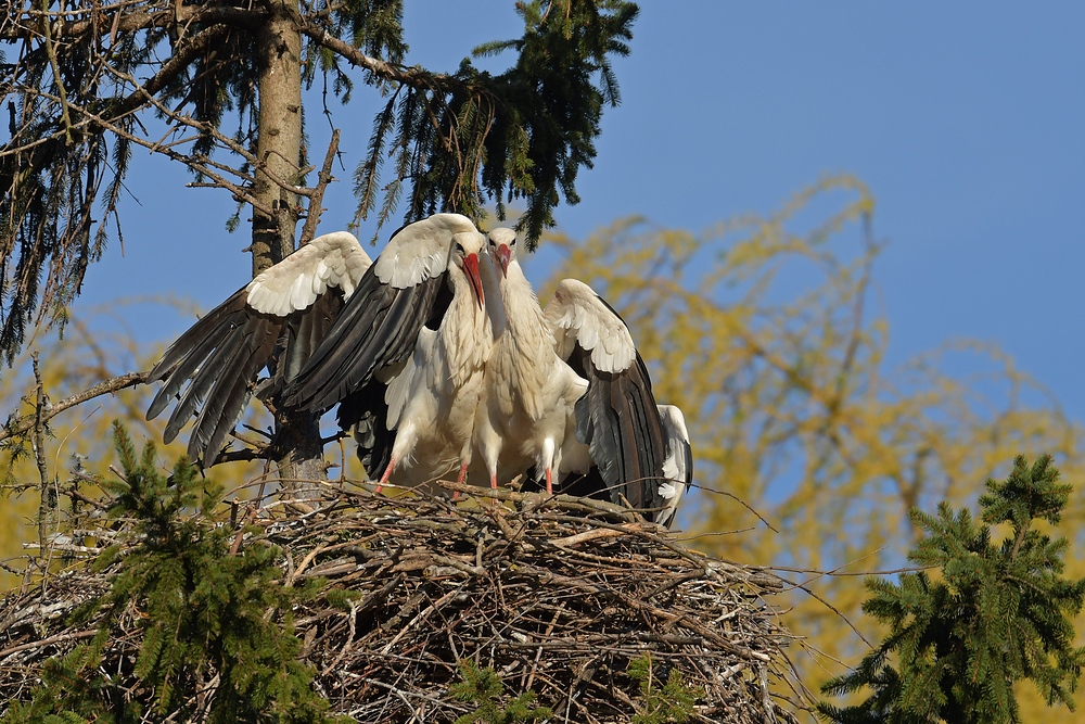 Kampf um das Weißstorch – Nest: Starke Frau, schwacher Mann 22