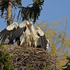 Kampf um das Weißstorch – Nest: Starke Frau, schwacher Mann 22