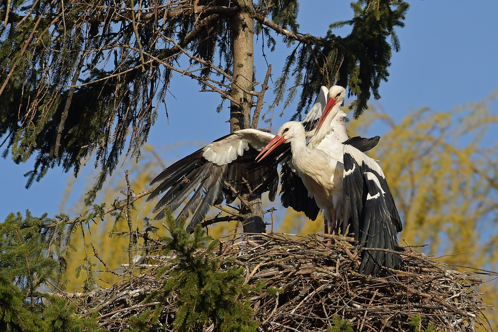 Kampf um das Weißstorch – Nest: Starke Frau, schwacher Mann 23