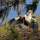 Kampf um das Weißstorch – Nest: Starke Frau, schwacher Mann 23