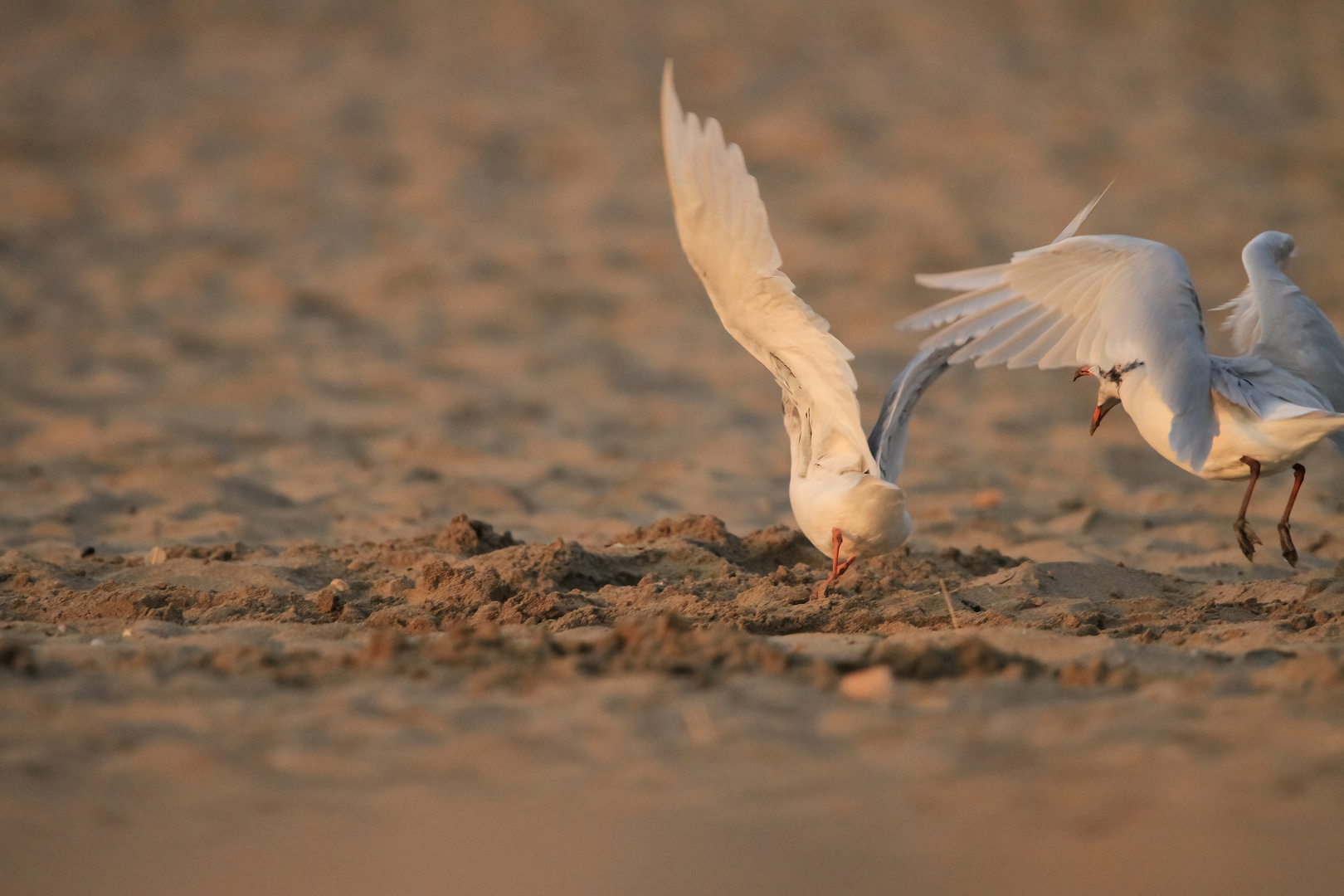 Kampf um den besten Futterplatz am Strand