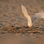 Kampf um den besten Futterplatz am Strand