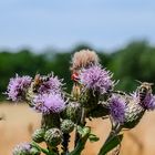 Kampf um den besten Platz auf einer Distel an der Ostsee