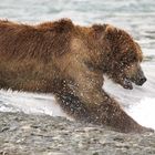 Kampf um den Lachs - McNeil River, Alaska