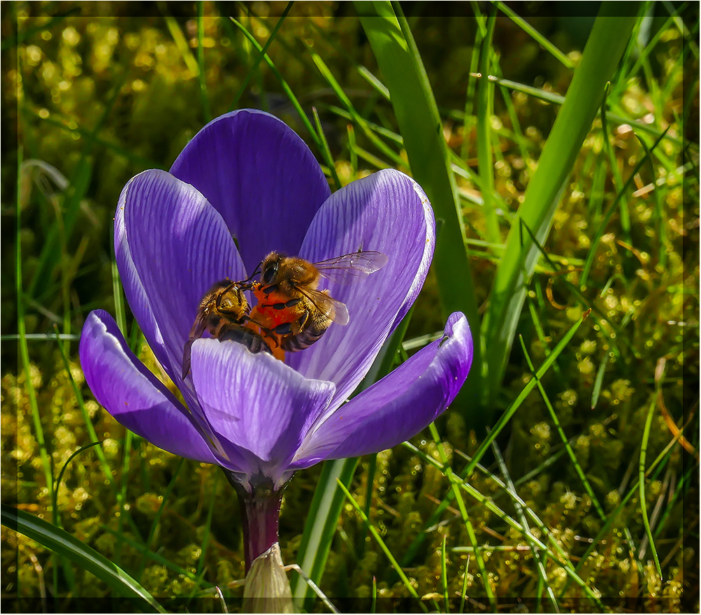 Kampf um die ersten Blütenpollen