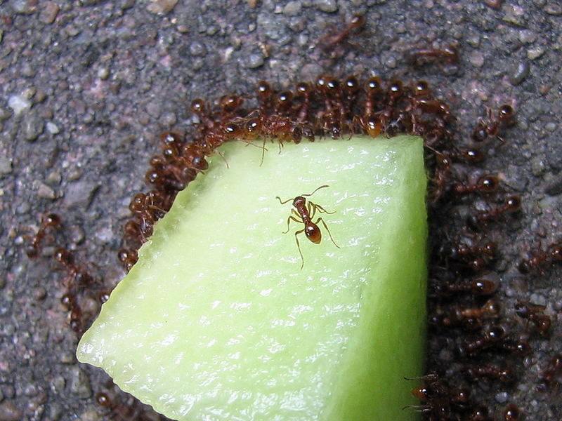 Kampf um die Melone