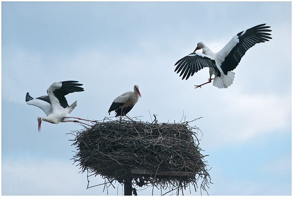 Kampf ums Nest