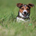 Kampf- und Renndackel "Timmy" kurz vor der Ball-Attacke ...