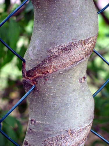 Kampf zwischen Baum und Zaun...