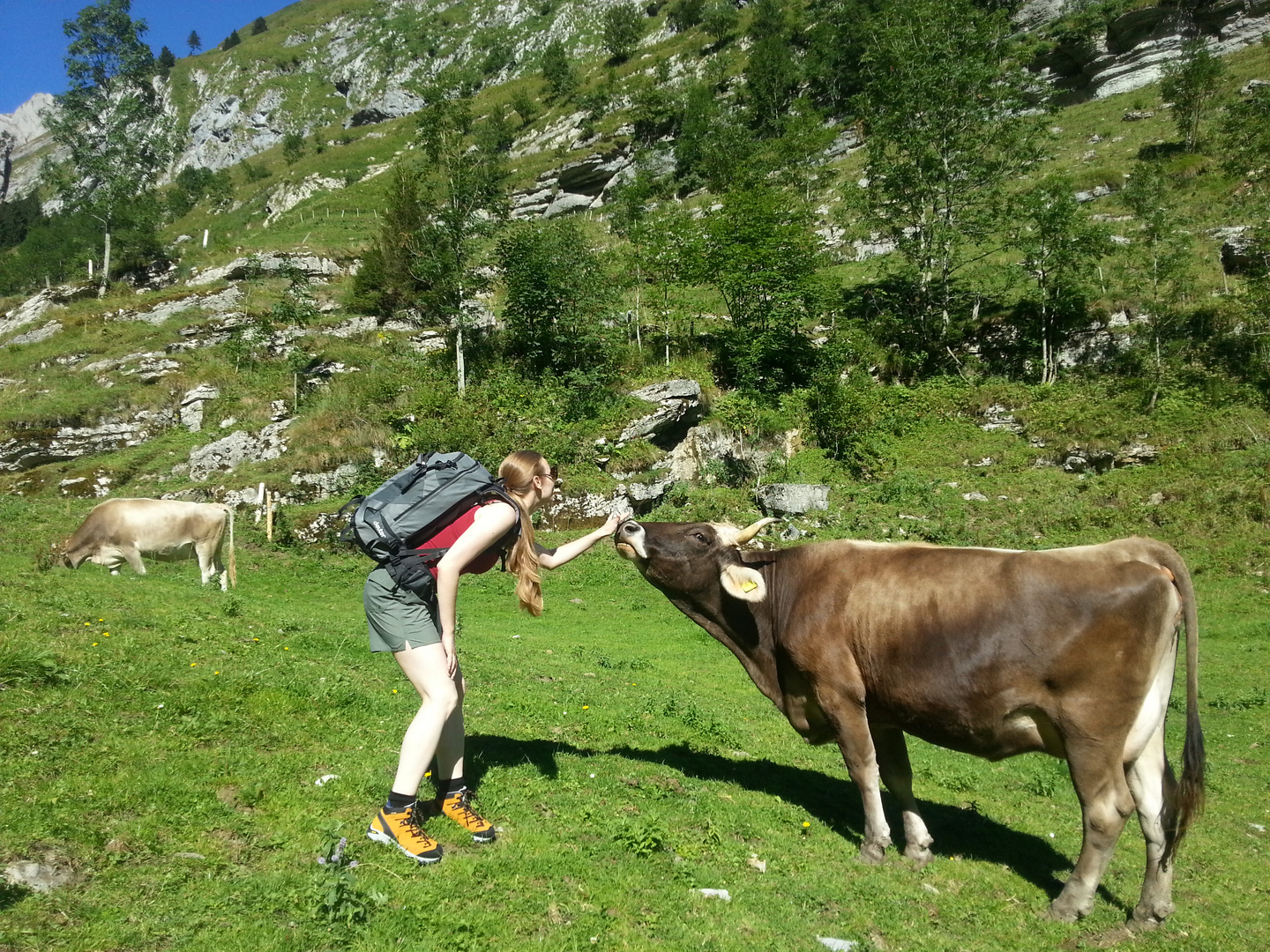 Kampf zwischen Kuh und Frau beim Seealpsee