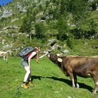 Kampf zwischen Kuh und Frau beim Seealpsee