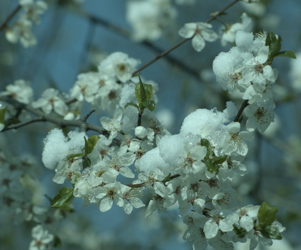 Kampf zwischen Winter und Frühling