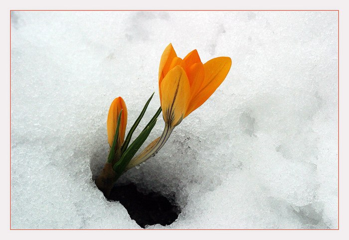 Kampf zwischen Winter und Frühling