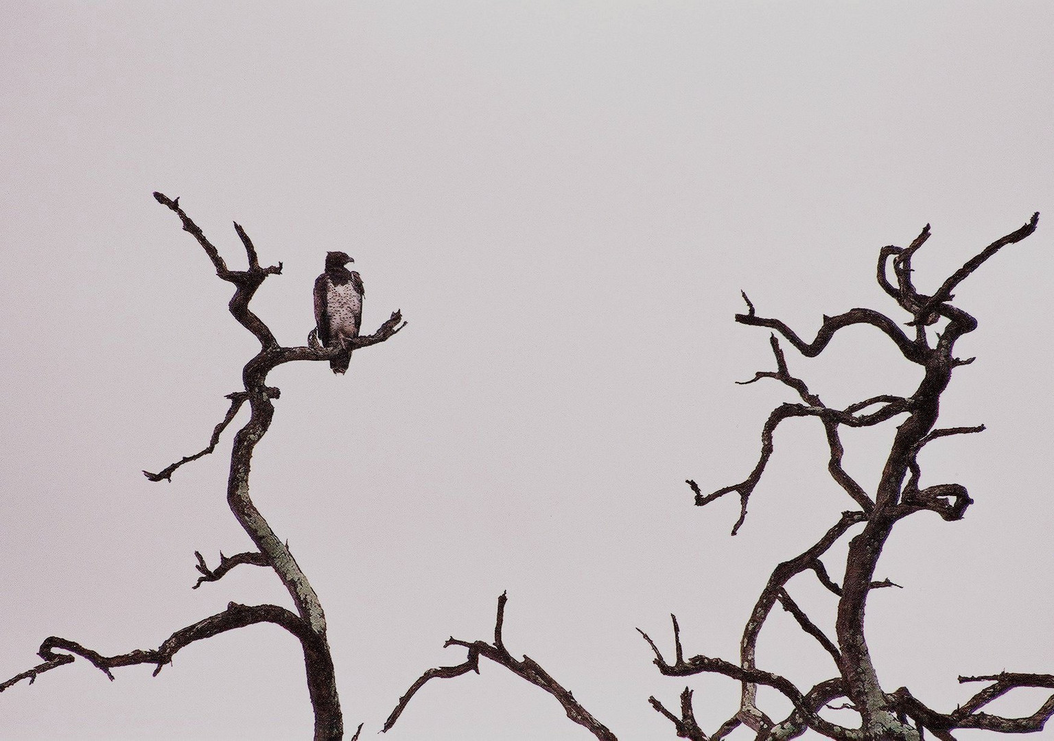 Kampfadler im Kruger Nationalpark