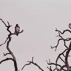 Kampfadler im Kruger Nationalpark