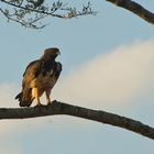 Kampfadler Im Tsavo Ost