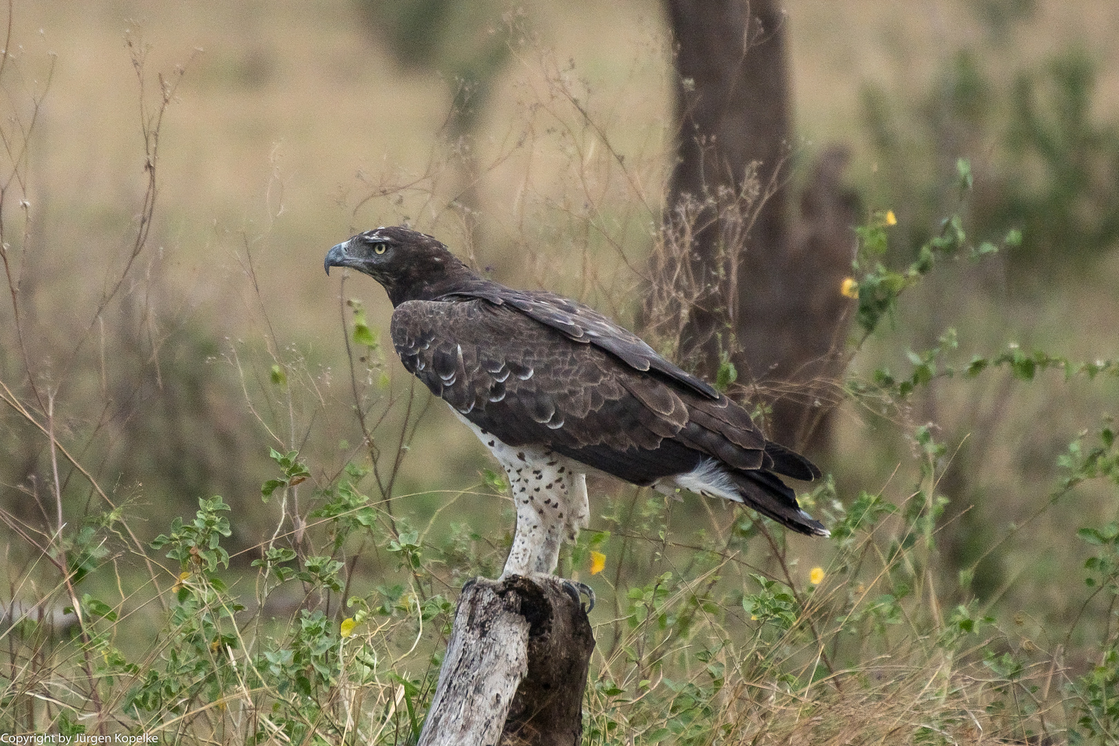 Kampfadler in der Serengeti