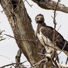 Kampfadler - Martial Eagle