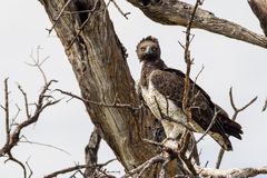 Kampfadler - Martial Eagle