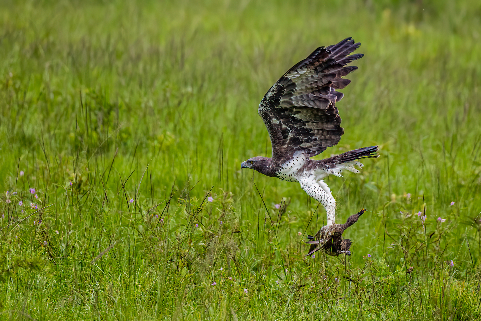 Kampfadler (Martial Eagle) erlegt ein Gelbschnabelente