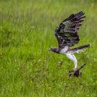 Kampfadler (Martial Eagle) erlegt ein Gelbschnabelente