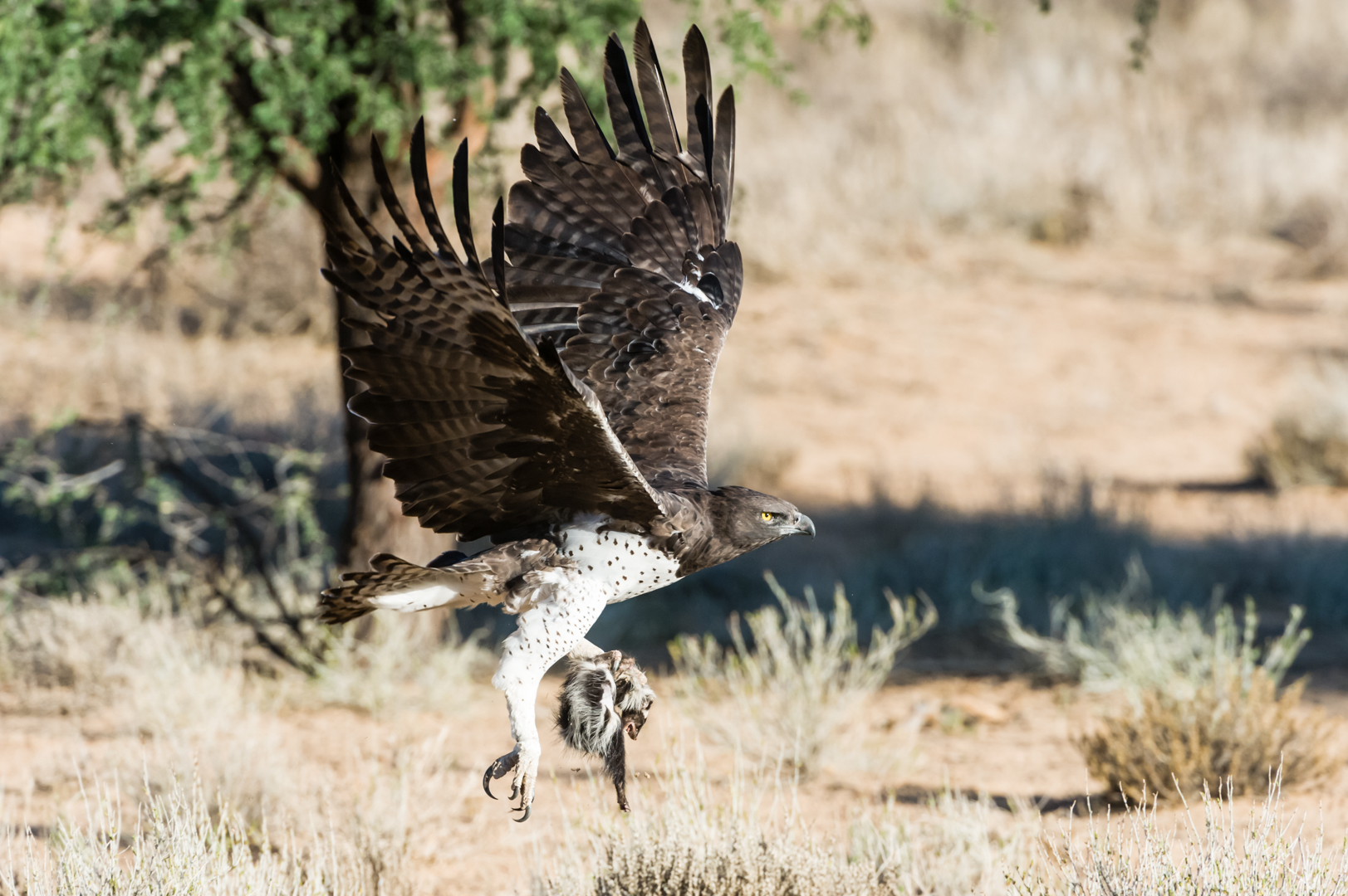 Kampfadler (martial eagle) mit Beute (Zorilla)