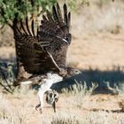 Kampfadler (martial eagle) mit Beute (Zorilla)