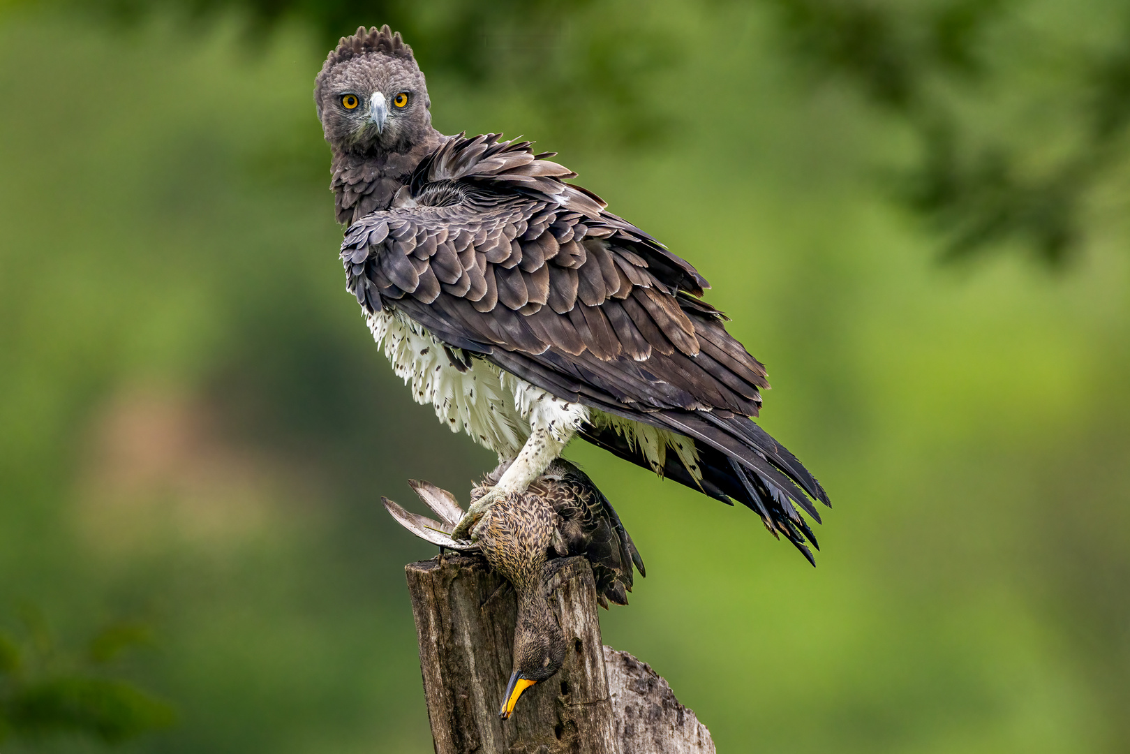 Kampfadler nach der Jagd - (Martial Eagle)