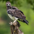 Kampfadler nach der Jagd - (Martial Eagle)