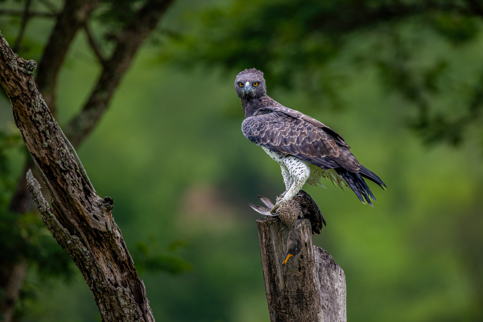 Kampfadler nach der Jagd - Martial Eagle