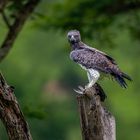 Kampfadler nach der Jagd - Martial Eagle