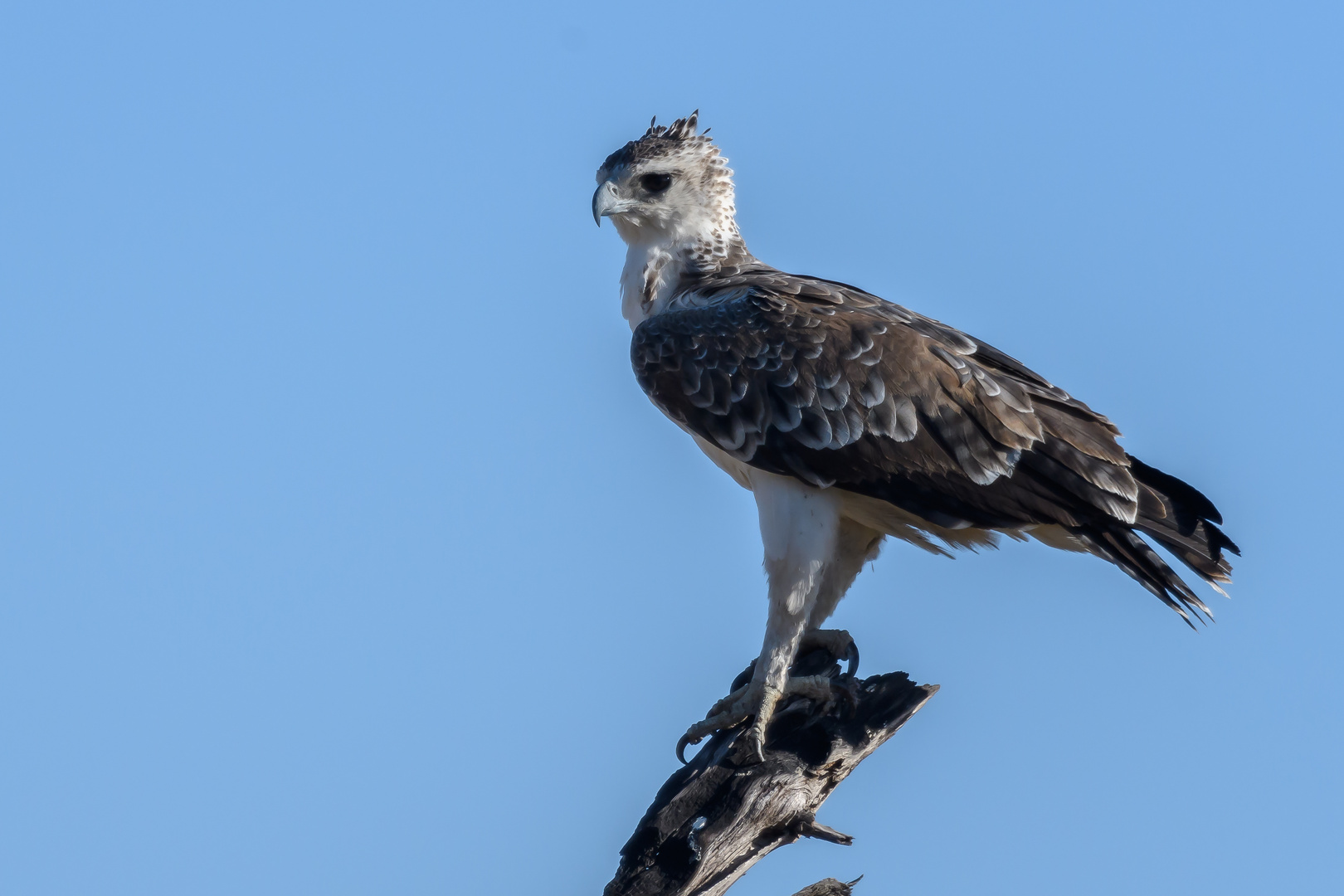 Kampfadler (Polemaetus bellicosus)