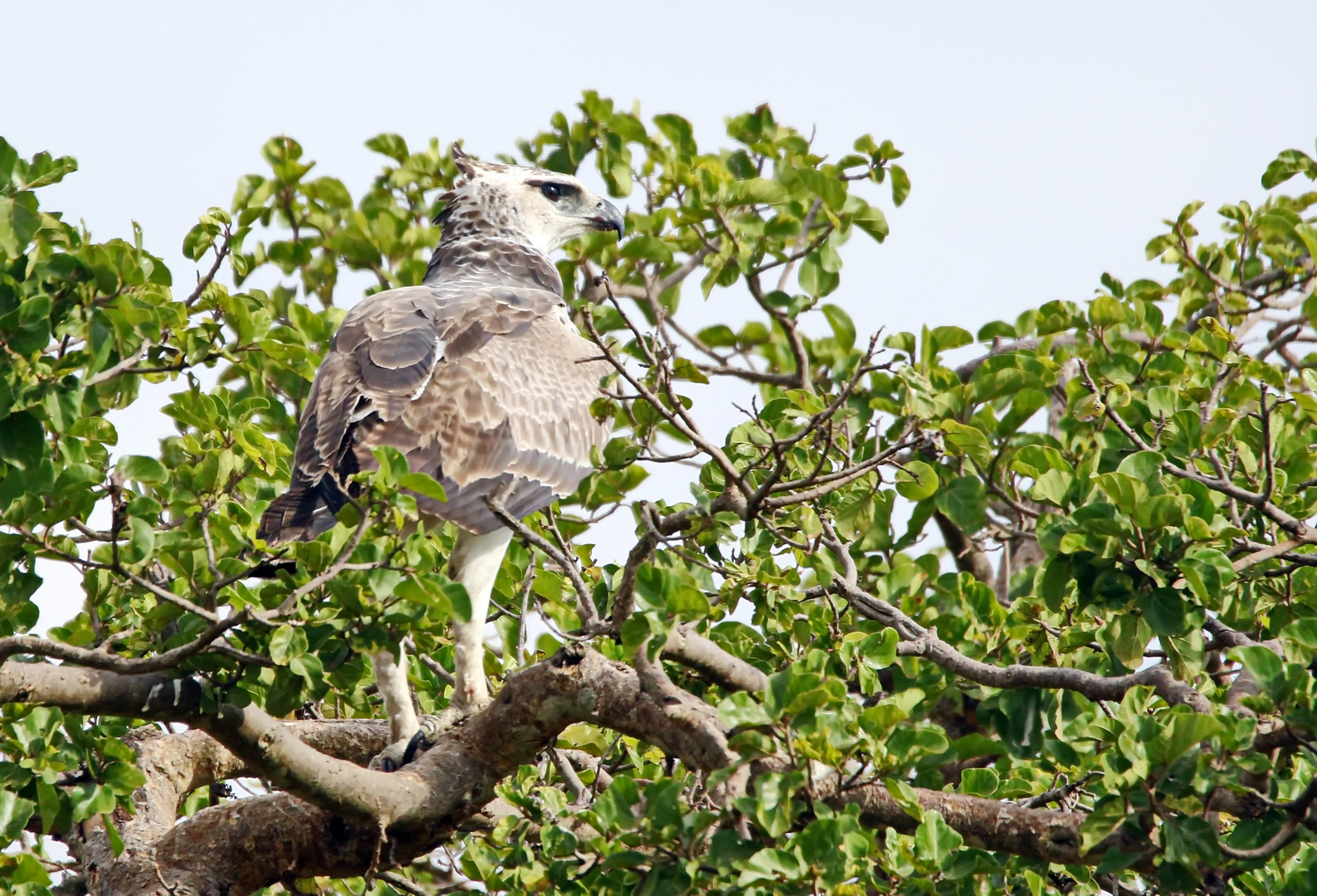 Kampfadler (Polemaetus bellicosus)