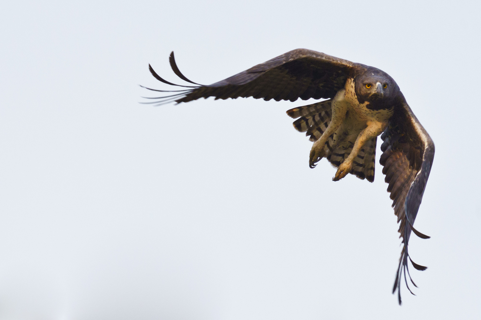 Kampfadler (Polemaetus bellicosus), Zimbabwe, Matusadona NP, 24.09.2019