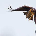 Kampfadler (Polemaetus bellicosus), Zimbabwe, Matusadona NP, 24.09.2019