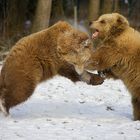 Kampfbären
