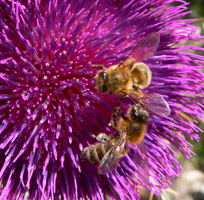 Kampfbienen