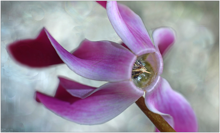 Kampfcyclamen