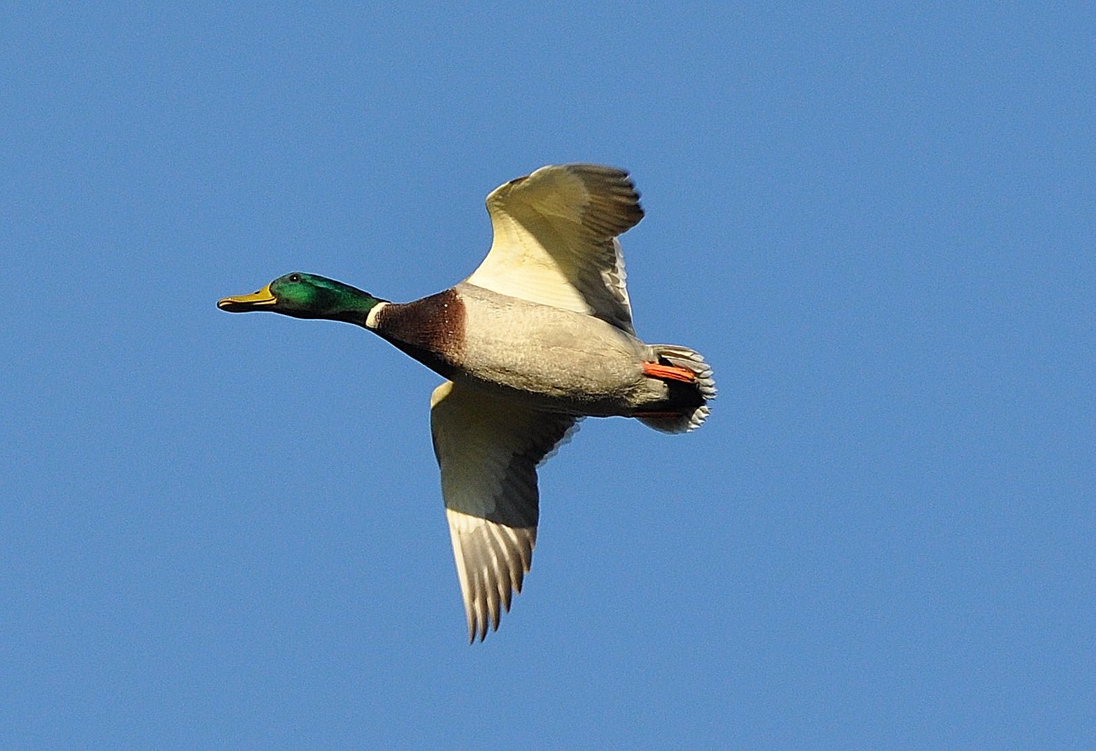 Kampfente im anflug