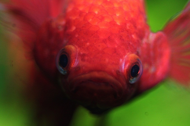 Kampffisch - betta splendens