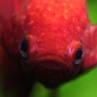 Kampffisch - betta splendens