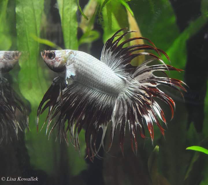 Kampffisch, Betta splendens (Crowntail)